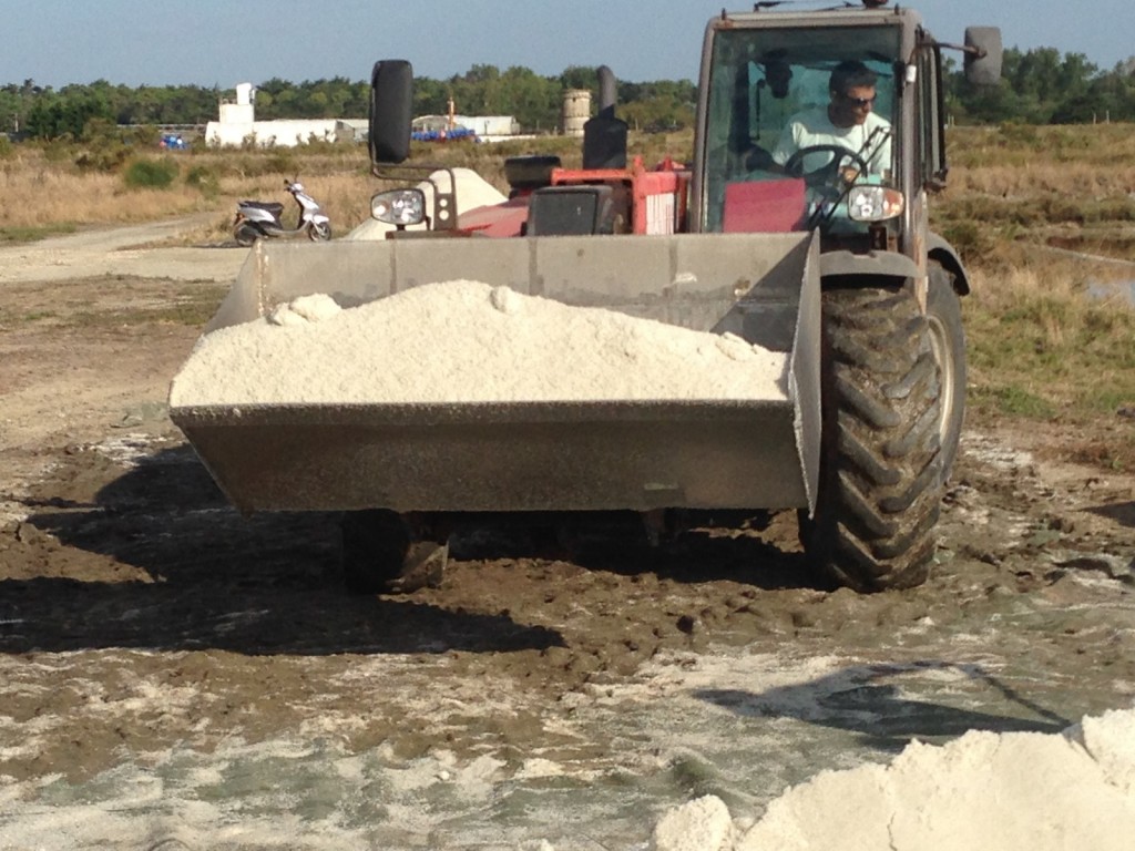 Charroi du sel sur les marais de l'île de Ré - septembre 2015