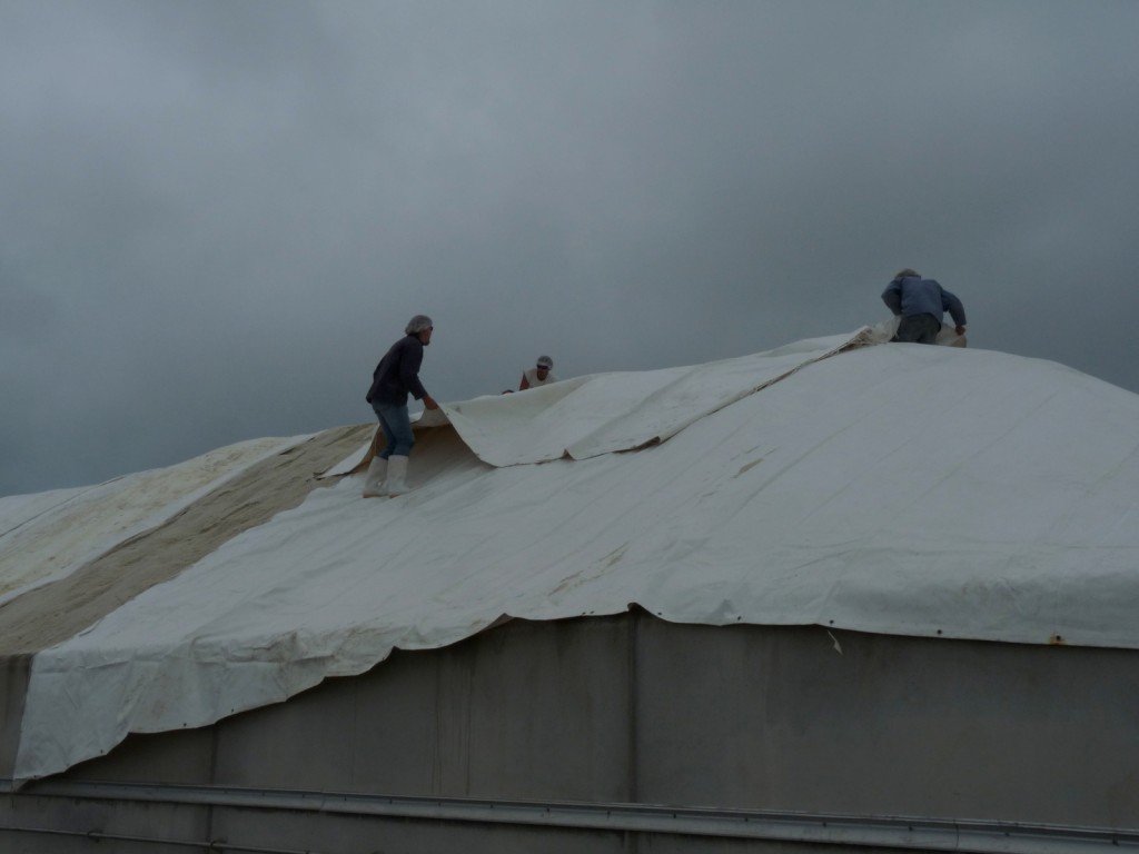 Coopérative des sauniers Ars-en-Ré - Récolte 2015