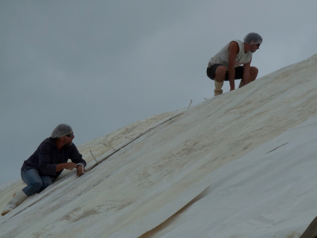 Coopérative des sauniers Ars-en-Ré - Récolte 2015
