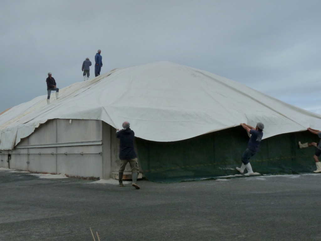 Coopérative des sauniers Ars-en-Ré - Récolte 2015