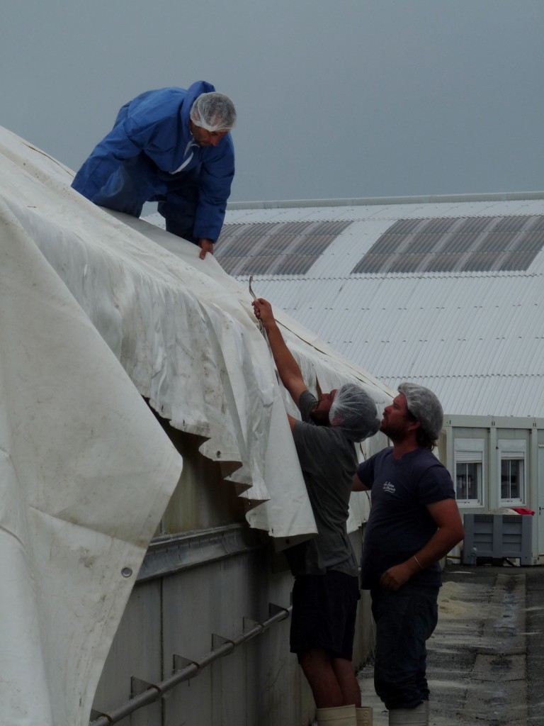 Coopérative des sauniers Ars-en-Ré - Récolte 2015