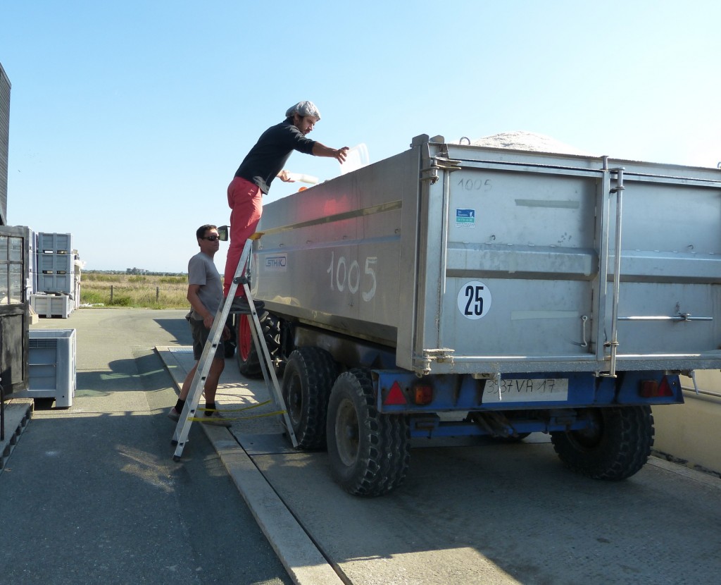 Charroi de sel de l'île de Ré - 8 septembre 2015