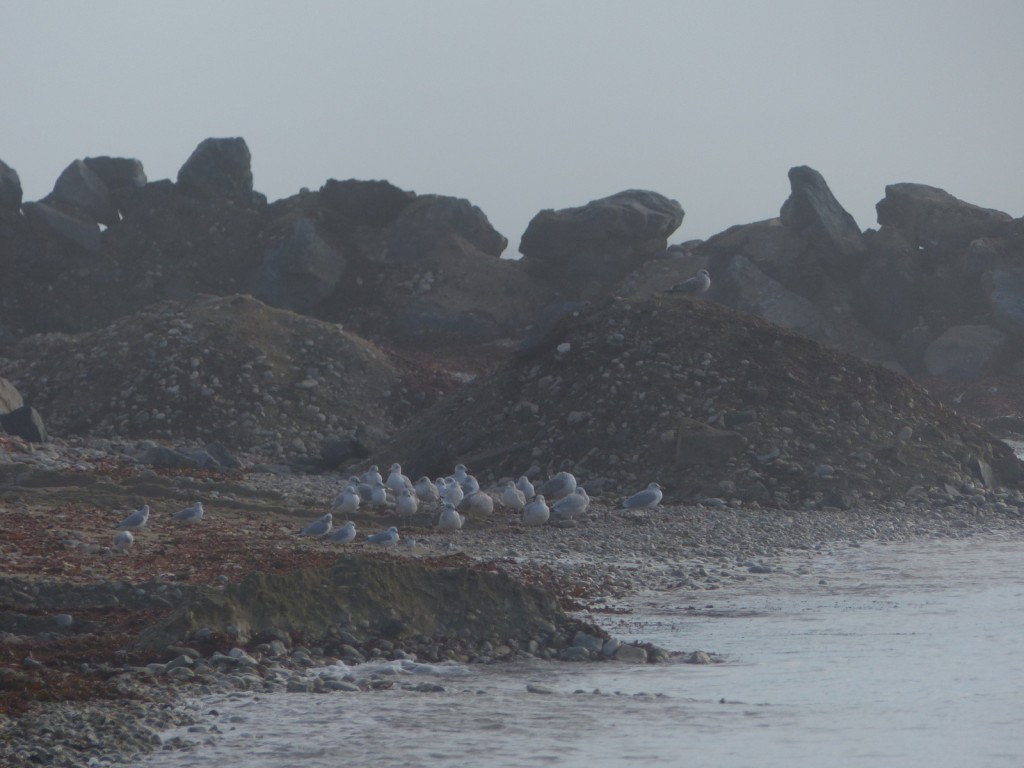 Digue des Doreaux - Oiseaux à l'abri