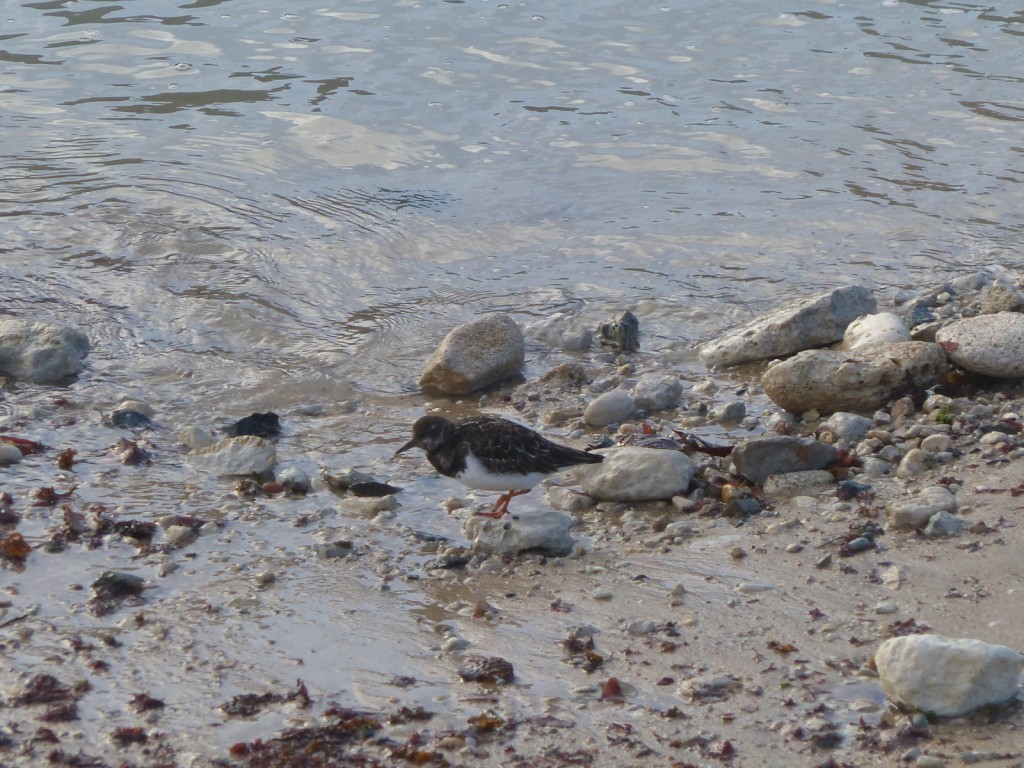 Digue des Doreaux - Tournepierre à collier