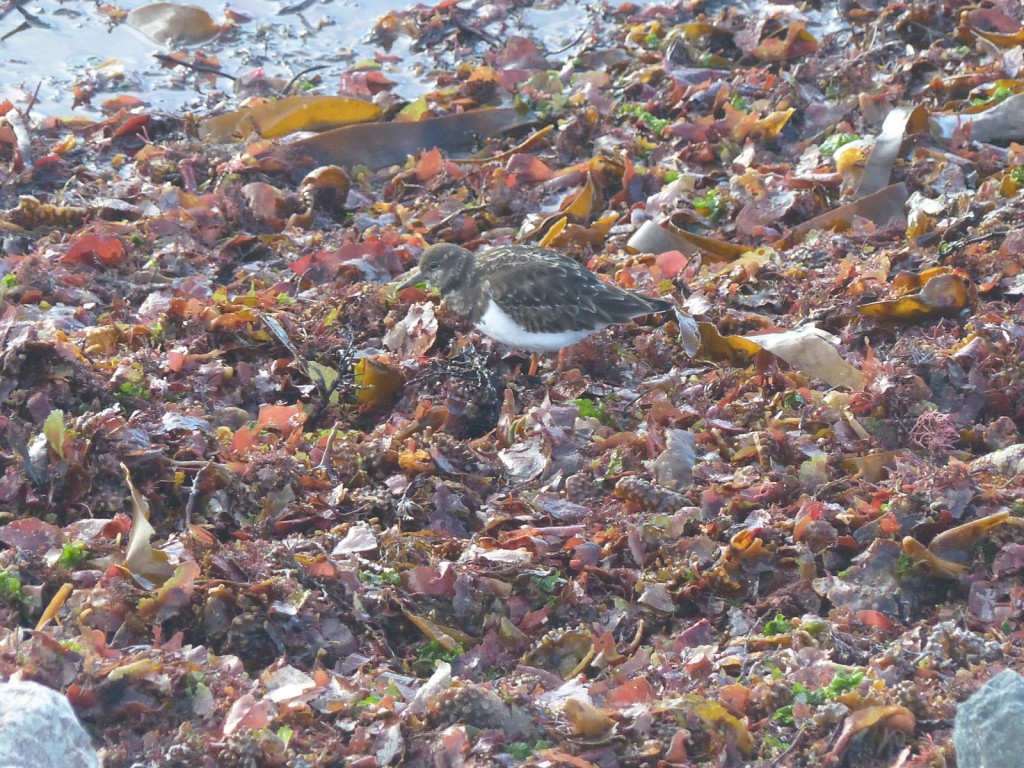 Digue des Doreaux - Tournepierre à collier