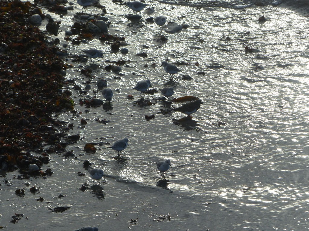 Digue des Doreaux - Tournepierres à collier et bécasseaux sanderling