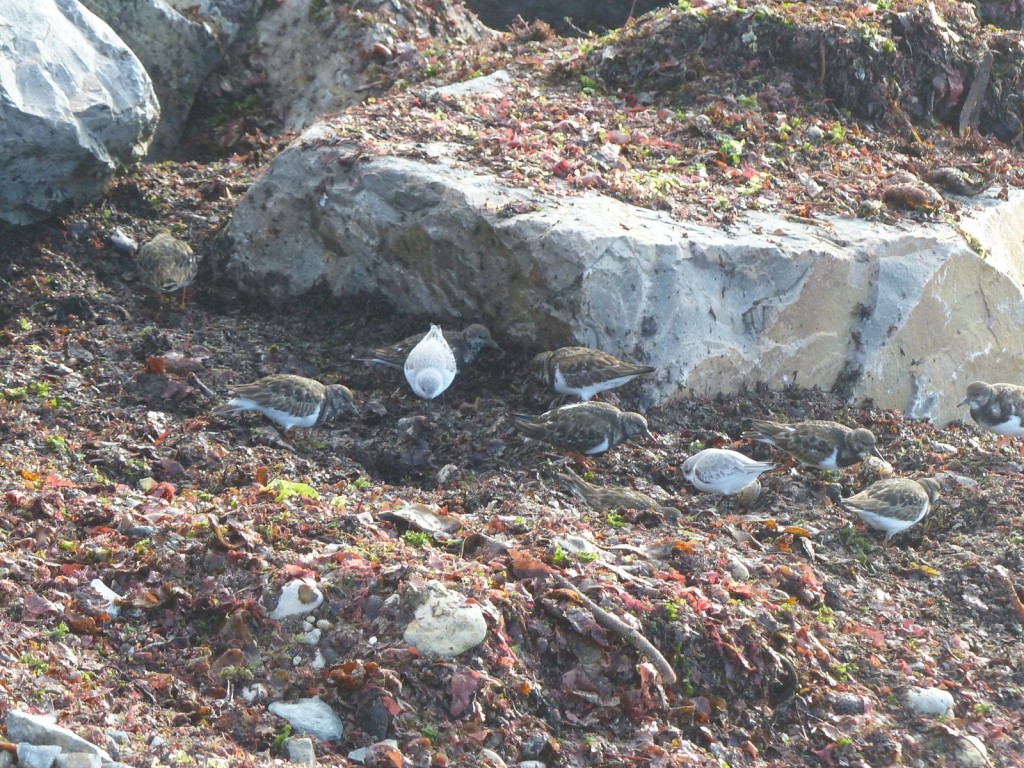 Digue des Doreaux - Tournepierres à collier et bécasseaux sanderling