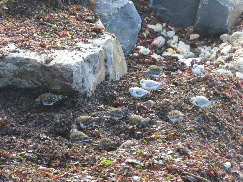 Digue des Doreaux - Tournepierres à collier et bécasseaux sanderling