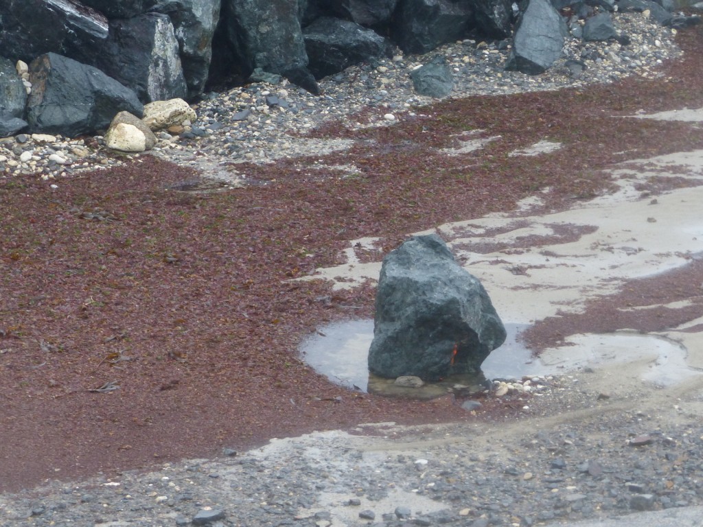 Saint-Clément - Digue des Doreaux - 15 décembre 2015