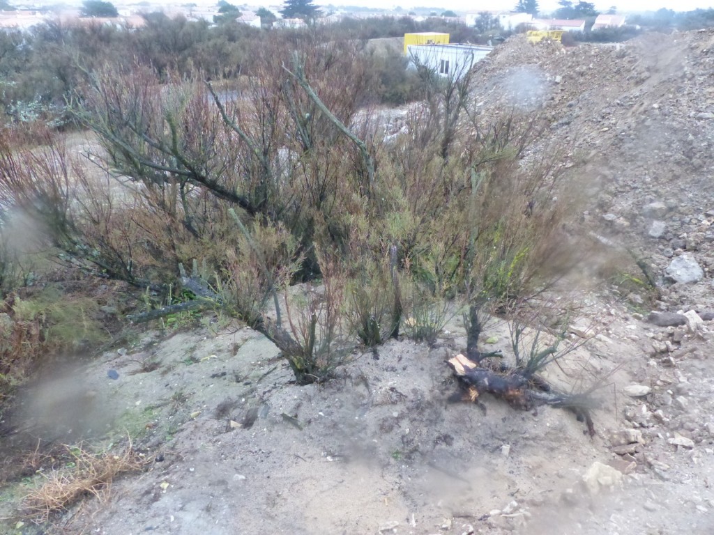 Tamaris à la digue des Doreaux