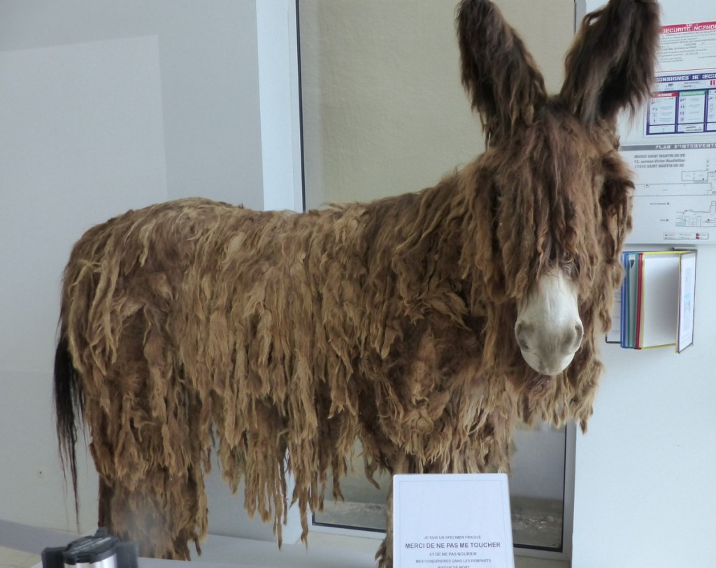 Musée Ernest Cognaq - Expo - 6 avril 2016