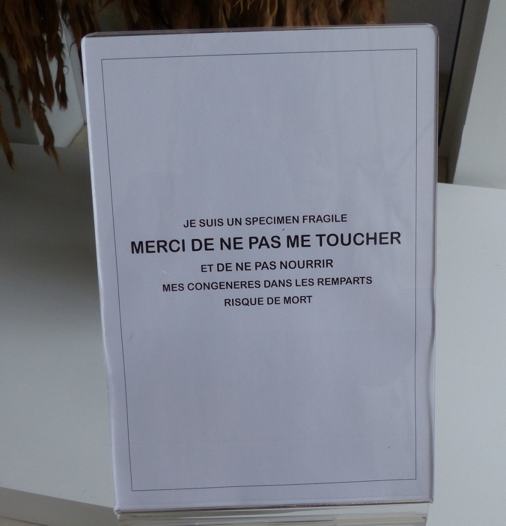 Musée Ernest Cognaq - Expo - 6 avril 2016