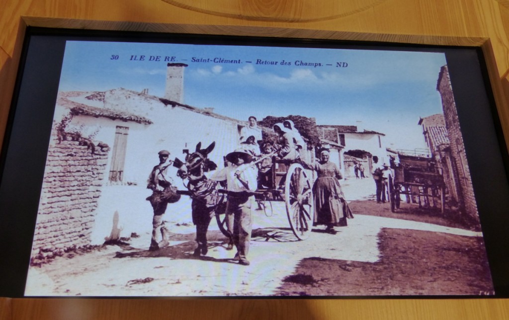 Musée Ernest Cognaq - Expo ânes - 6 avril 2016