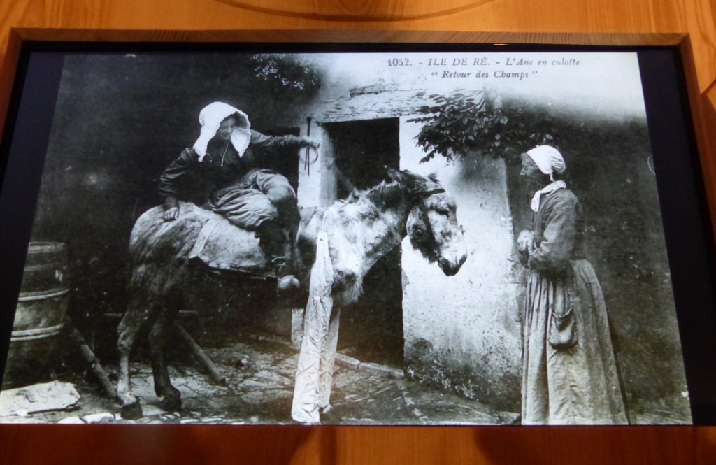 Musée Ernest Cognaq - Expo ânes - 6 avril 2016