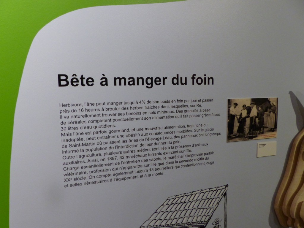 Expo Ane-en-Ré - Musée Ernest Cognaq