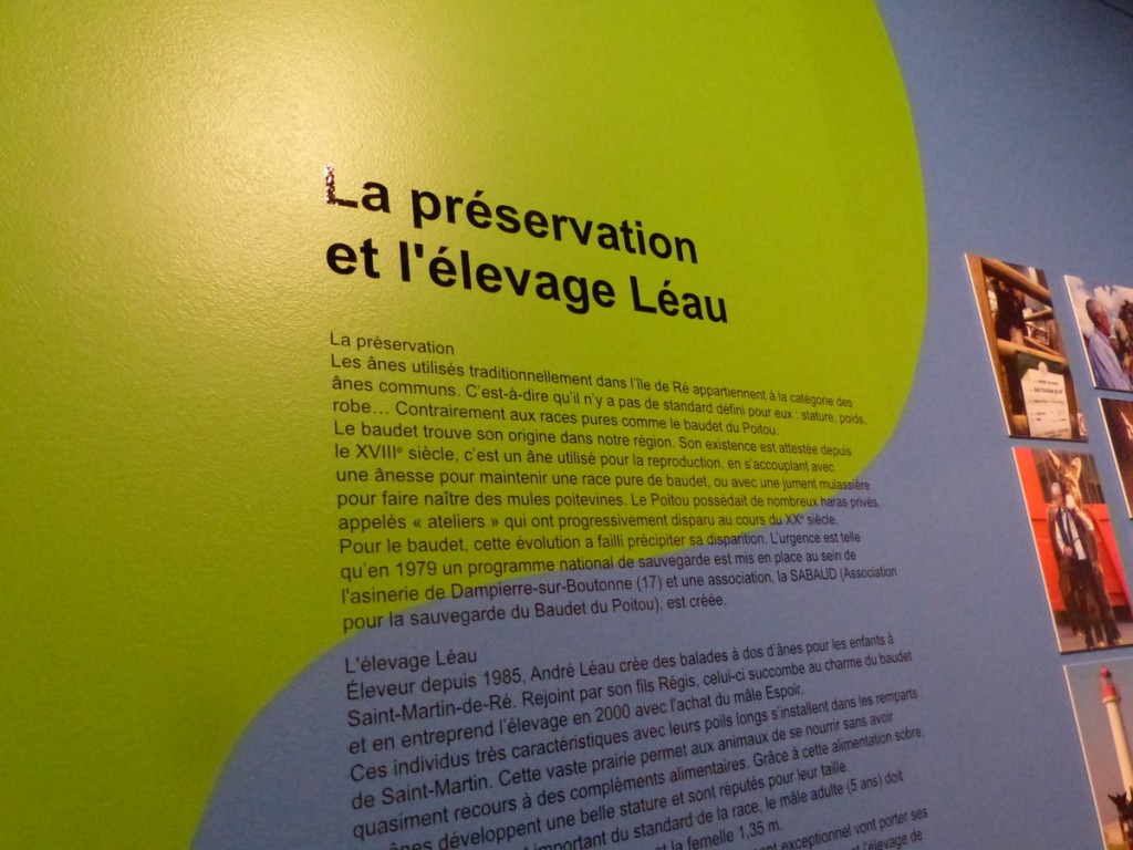 Musée Ernest Cognaq - Expo ânes - 6 avril 2016