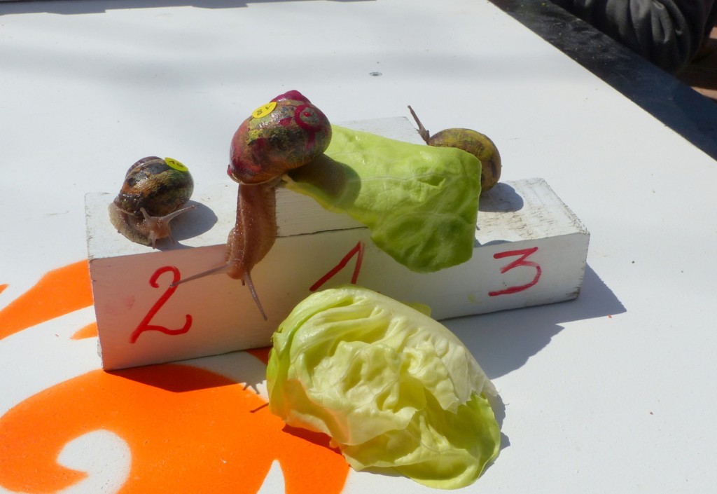 Loix - Course d'escargots - 15 mai 2016