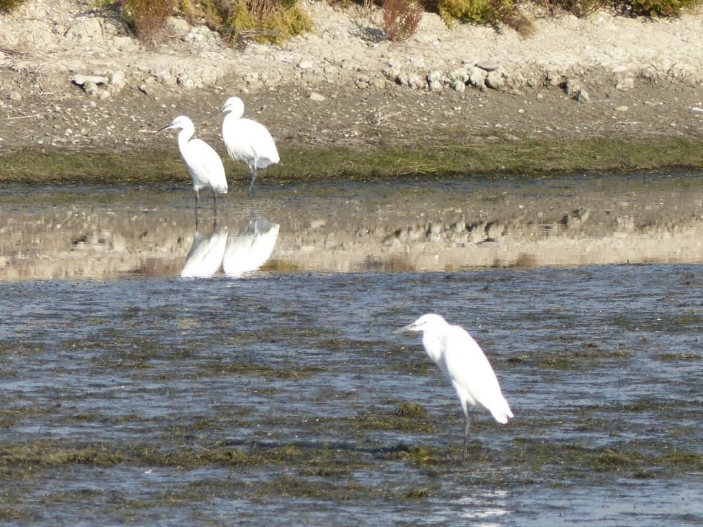 Loix - Aigrettes garzettes - 10 octobre 2016