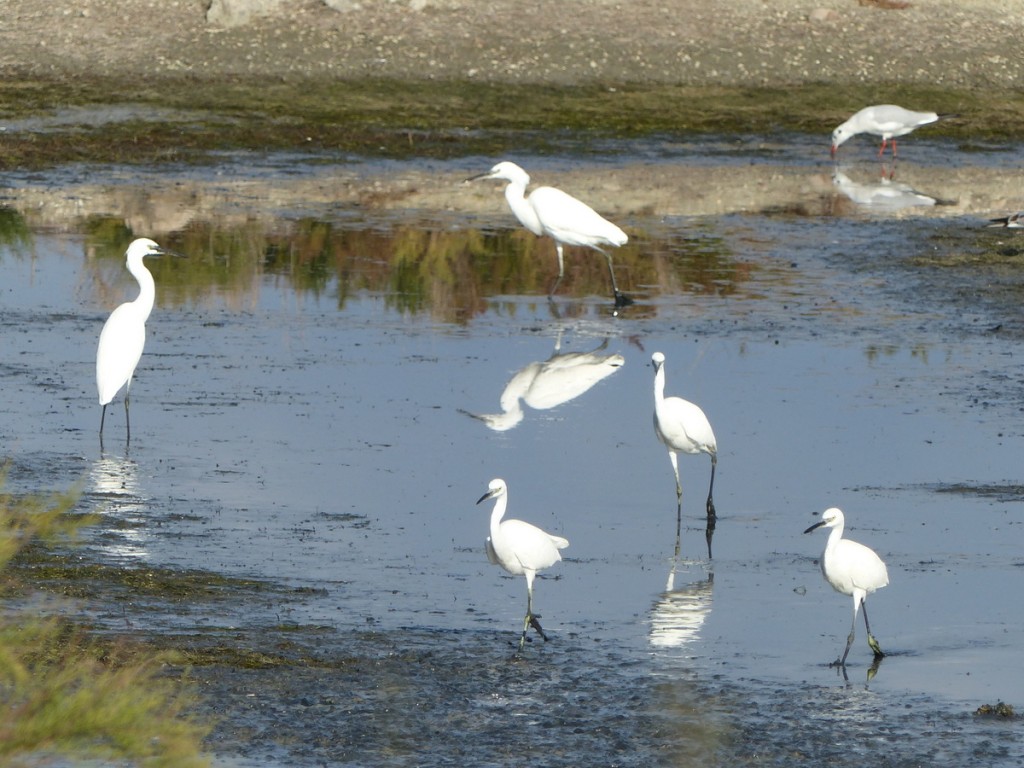 Loix - Aigrettes garzettes - 10 octobre 2016