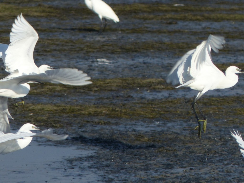 Loix - Aigrettes garzettes - 10 octobre 2016