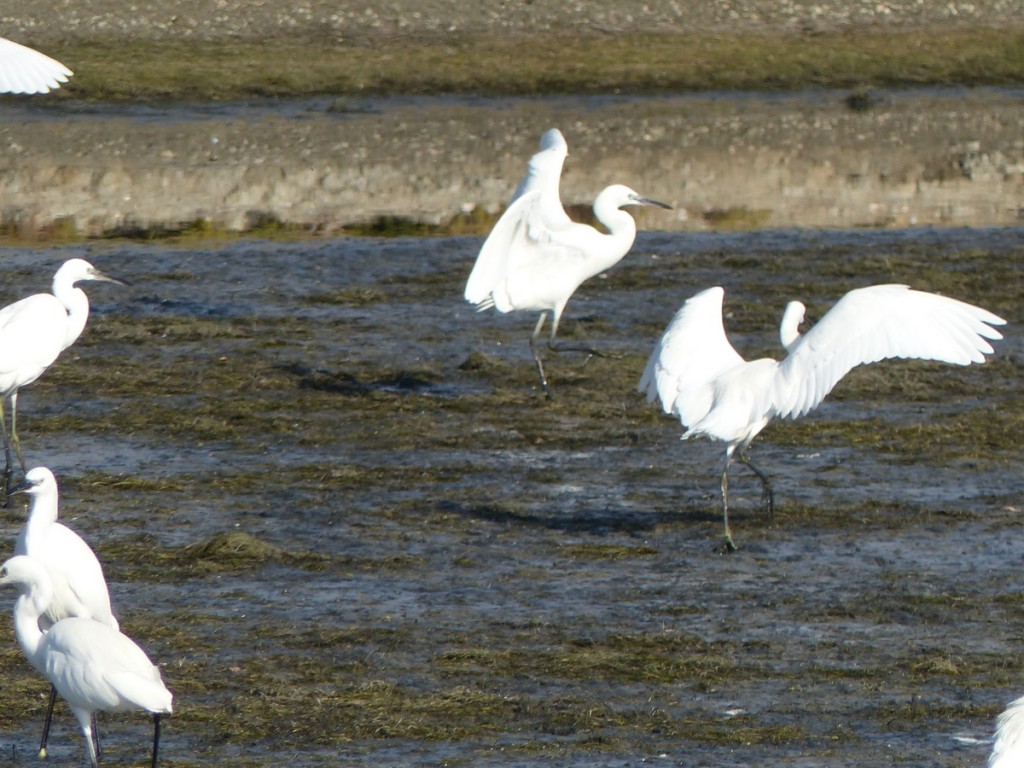 Loix - Aigrettes garzettes - 10 octobre 2016