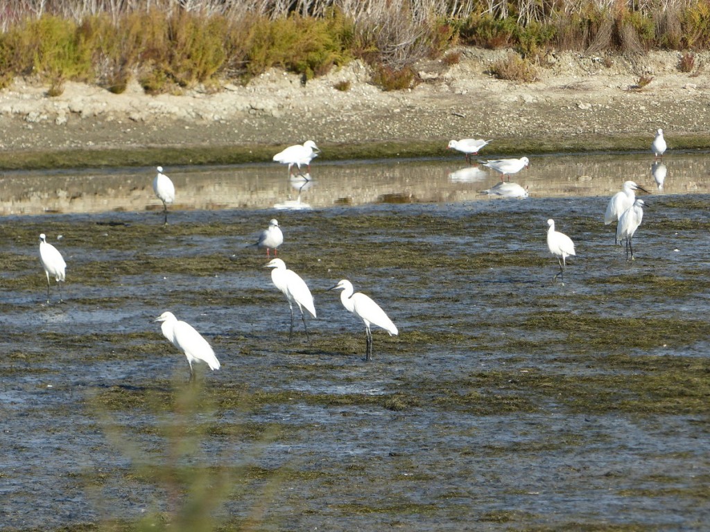 Loix - Aigrettes garzettes - 10 octobre 2016