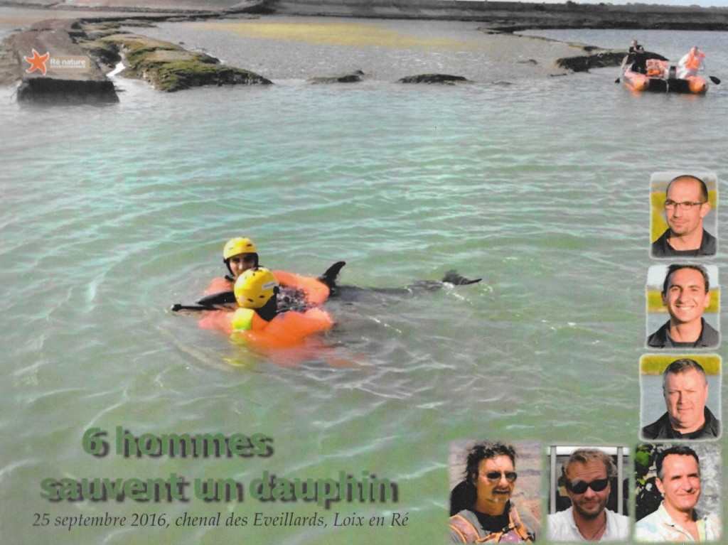 Pompiers - Sauvetage d'un dauphin à Loix - 29 septembre 2016