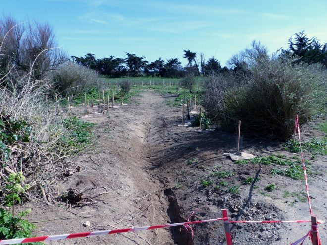 Pointe des Baleines - Reboisement - 28 mars 2017