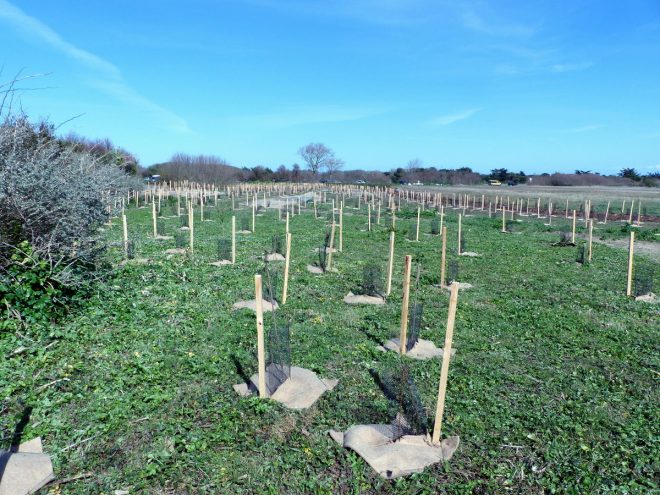 Pointe des Baleines - Reboisement - 28 mars 2017