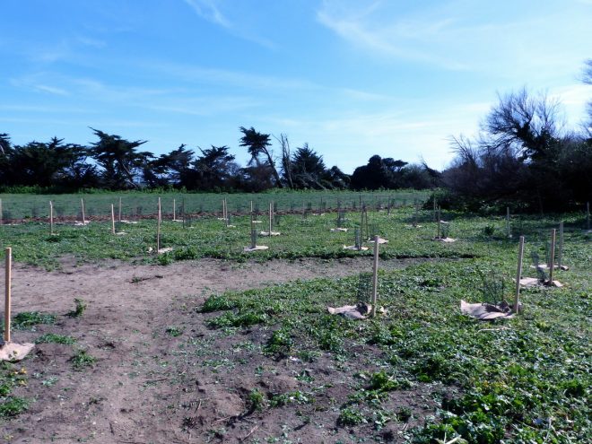 Pointe des Baleines - Reboisement - 28 mars 2017