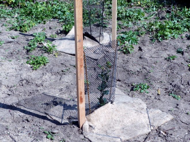 Pointe des Baleines - Reboisement - 28 mars 2017