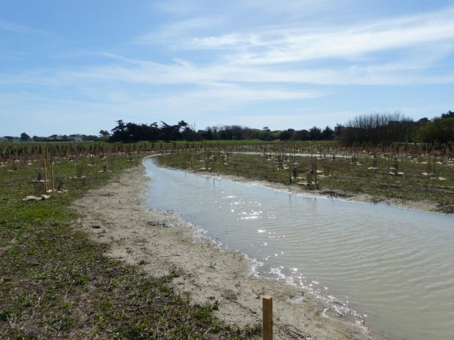Pointe des Baleines - Reboisement - 28 mars 2017