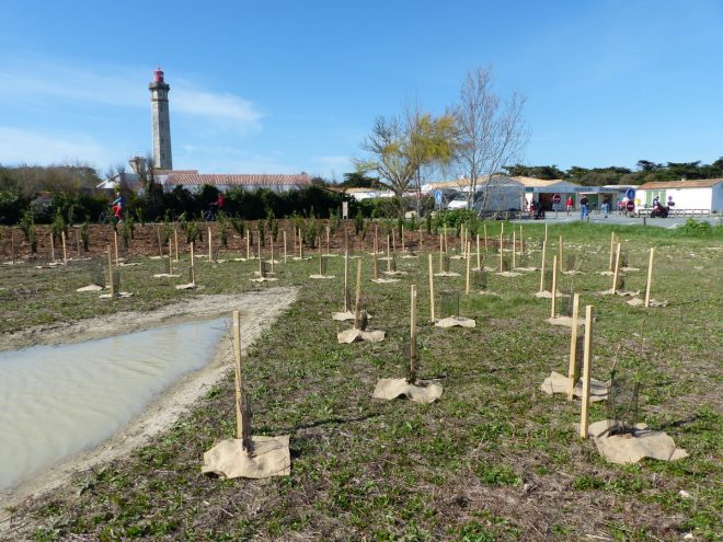 Pointe des Baleines - Reboisement - 28 mars 2017