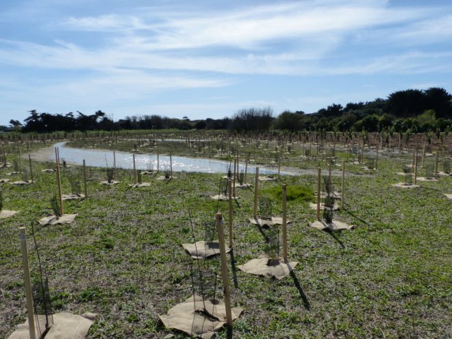 Pointe des Baleines - Reboisement - 28 mars 2017