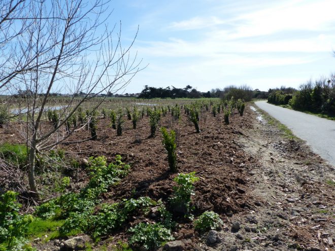 Pointe des Baleines - Reboisement - 28 mars 2017