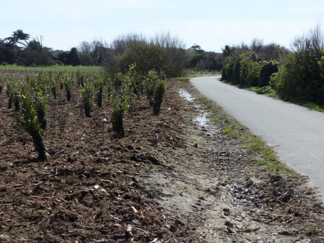 Pointe des Baleines - Reboisement - 28 mars 2017