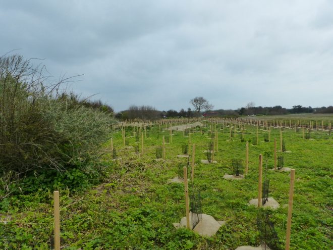 Pointe des Baleines - Reboisement - 5 avril 2017
