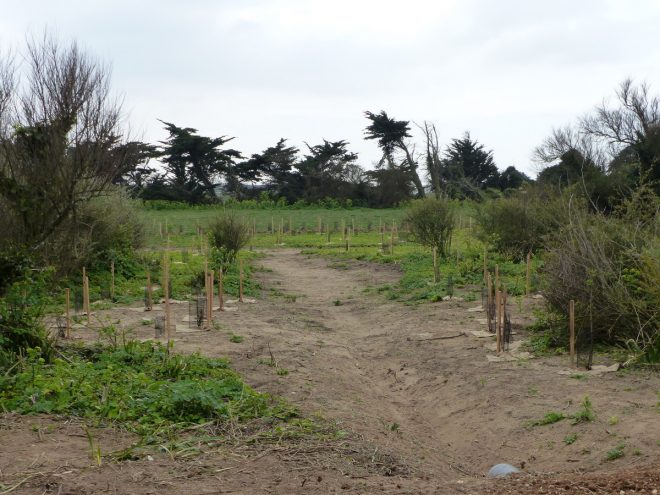 Pointe des Baleines - Reboisement - 5 avril 2017