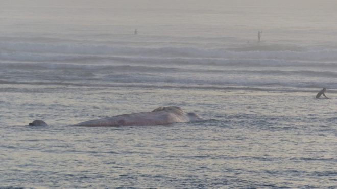 Ars-en-Ré - Echouage baleine - 26 octobre 2017
