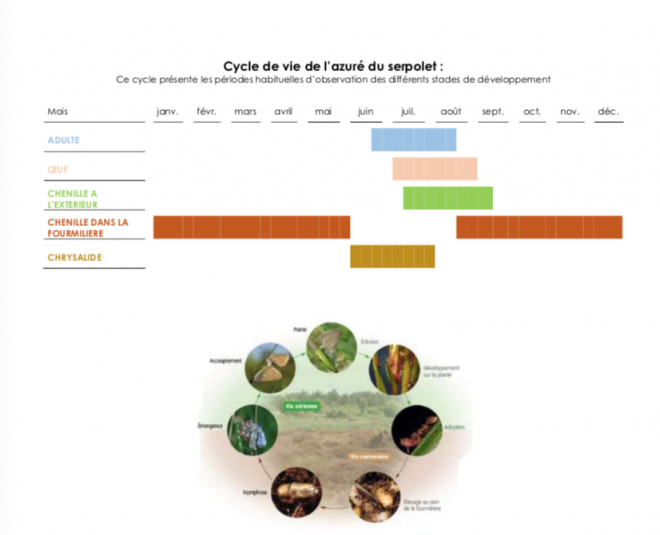 Cycle biologique de l'azuré du serpolet - mars 2018