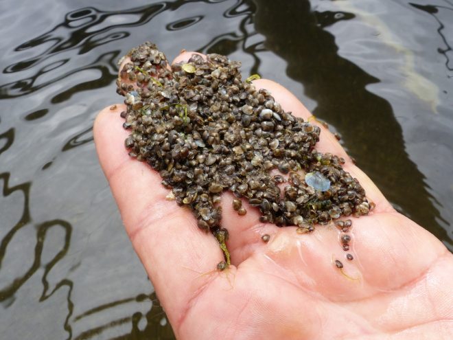 Ferme des Baleines - Naissins de palourdes - 30 juillet 2018