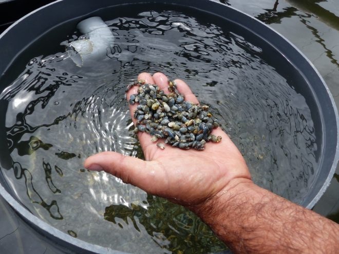 Ferme des Baleines - Naissins de palourdes - 30 juillet 2018