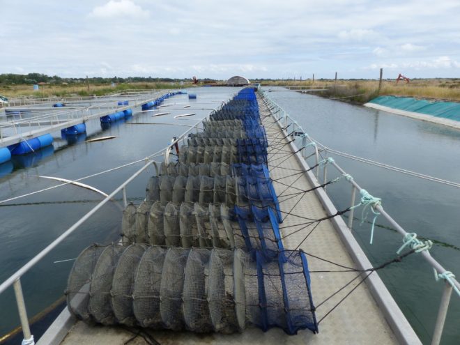 Lanternes japonaises - Ferme des Baleines - 30 juillet 2018