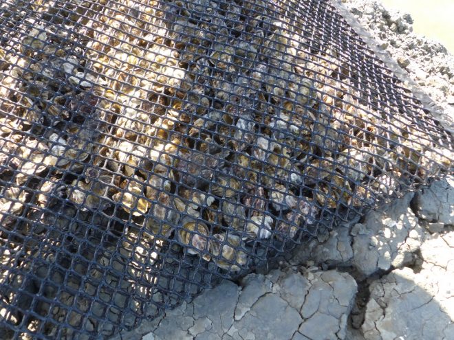 Huîtres de la Ferme des Baleines - 16 octobre 2018