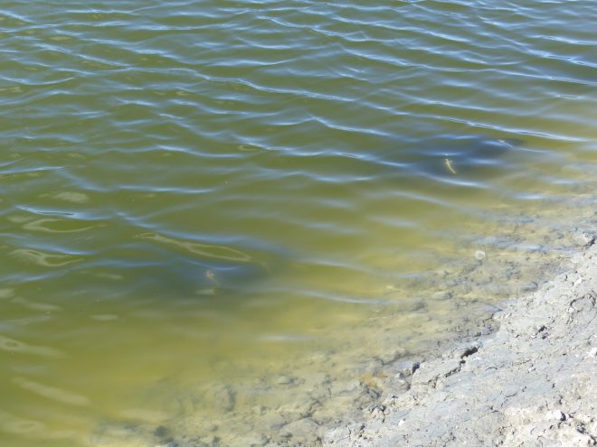 Huîtres de la Ferme des Baleines - 16 octobre 2018
