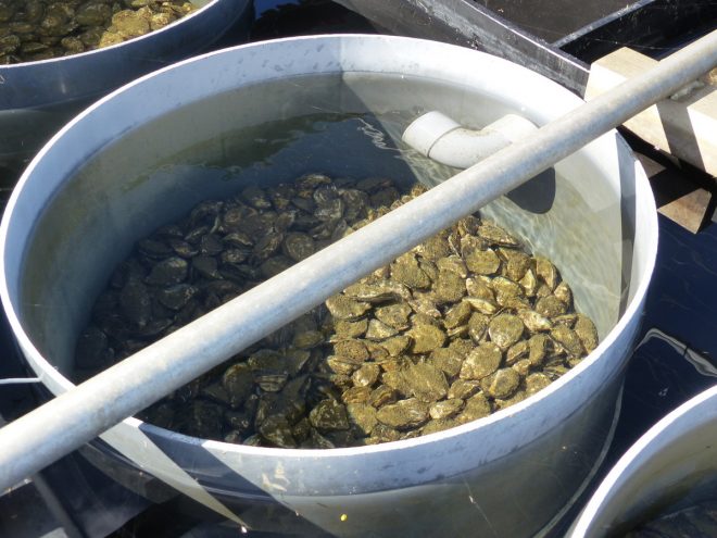 Bébés huîtres - Ferme des Baleines - 16 octobre 2018
