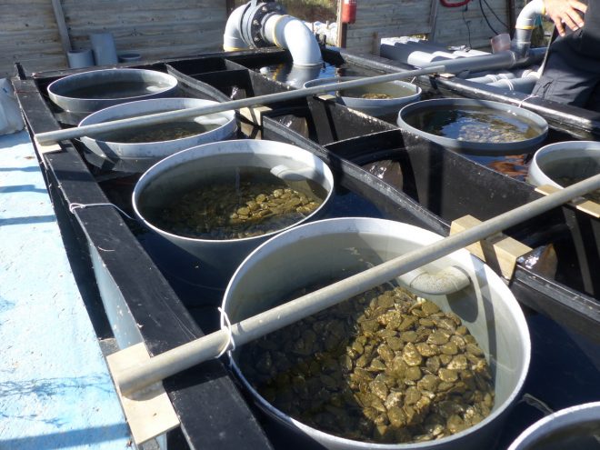 Bébés huîtres - Ferme des Baleines - 16 octobre 2018