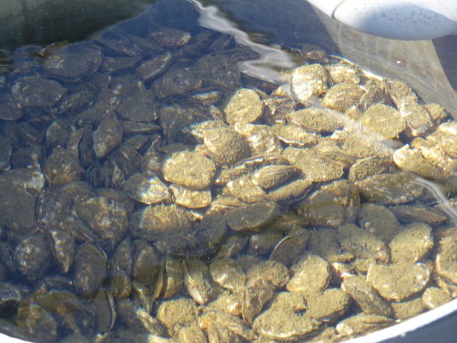 Bébés huîtres - Ferme des Baleines - 16 octobre 2018