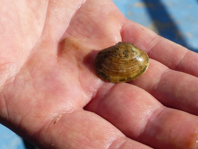 Ferme des Baleines - Palourde - 16 octobre 2018