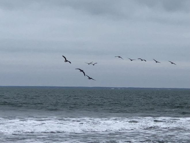 Ile de Ré - Météo 2019 - 1er janvier 2019 - Août 2019